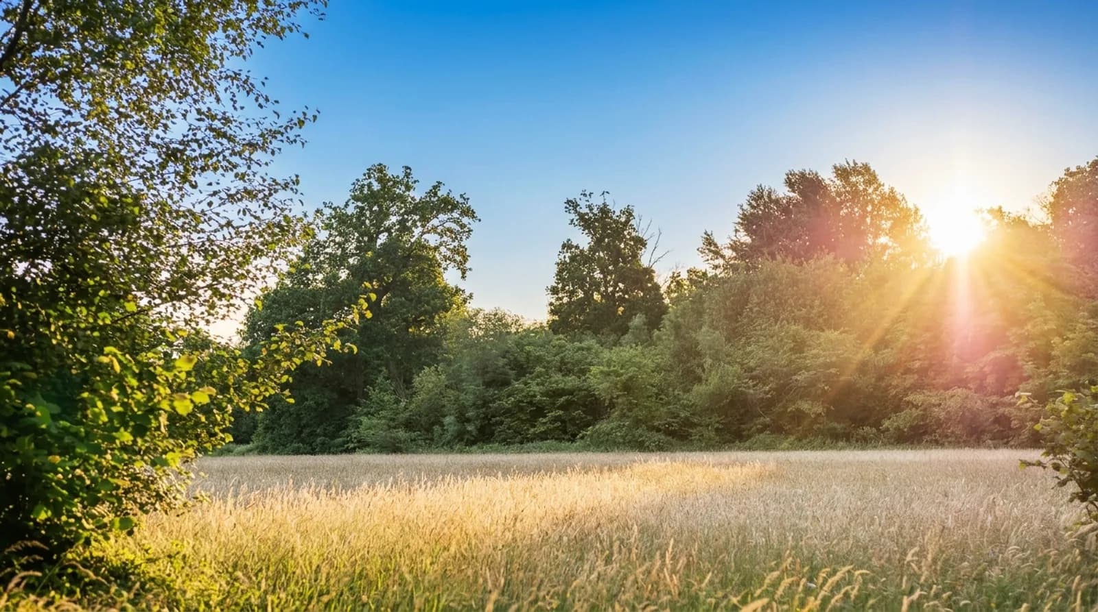 Prairie du domaine au coucher du soleil